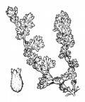 Nom original: Alchemilla arvensis (n°1240)