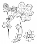 Nom original: Alchemilla glaberrima (n°1250)