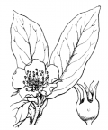 Nom original: Mespilus germanica (n°1252)