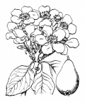 Nom original: Pyrus communis (n°1260)