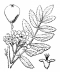Nom original: Sorbus domestica (n°1266)