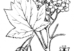 Nom original: Sorbus torminalis (n°1268)