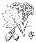 Nom original: Sorbus torminalis (n°1268)