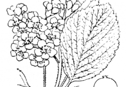 Nom original: Sorbus aria (n°1270)