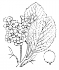 Nom original: Sorbus aria (n°1270)