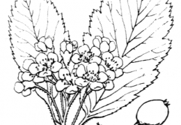 Nom original: Sorbus scandica (n°1271)