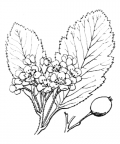 Nom original: Sorbus scandica (n°1271)