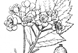 Nom original: Sorbus latifolia (n°1272)
