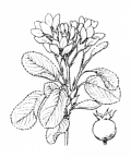 Nom original: Amelanchier vulgaris (n°1273)