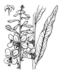 Nom original: Epilobium spicatum (n°1276)
