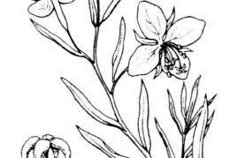 Nom original: Epilobium rosmarinifolium (n°1277)