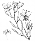 Nom original: Epilobium rosmarinifolium (n°1277)