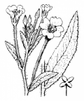 Nom original: Epilobium hirsutum (n°1278)