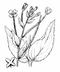 Nom original: Epilobium montanum (n°1281)