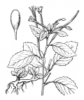 Nom original: Epilobium roseum (n°1284)