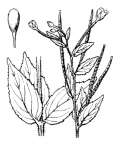 Nom original: Epilobium trigonum (n°1285)