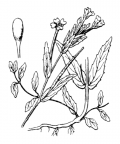 Nom original: Epilobium obscurum (n°1287)