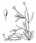 Nom original: Epilobium palustre (n°1288)