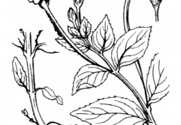 Nom original: Epilobium alsinifolium (n°1289)