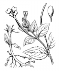 Nom original: Epilobium alsinifolium (n°1289)
