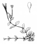 Nom original: Epilobium alpinum (n°1290)