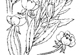 Nom original: Oenothera muricata (n°1294)