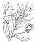 Nom original: Oenothera muricata (n°1294)