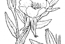 Nom original: Oenothera biennis (n°1295)