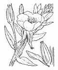 Nom original: Oenothera biennis (n°1295)
