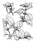 Nom original: Isnardia palustris (n°1297)