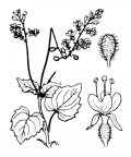 Nom original: Circaea alpina (n°1299)