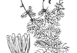 Nom original: Myriophyllum alterniflorum (n°1303)