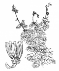 Nom original: Myriophyllum alterniflorum (n°1303)