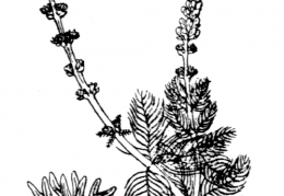 Nom original: Myriophyllum spicatum (n°1304)