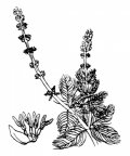 Nom original: Myriophyllum spicatum (n°1304)