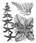 Nom original: Myriophyllum verticillatum (n°1305)
