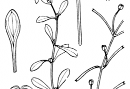 Nom original: Callitriche pedunculata (n°1309)