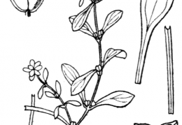Nom original: Callitriche vernalis (n°1310)