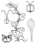 Nom original: Callitriche stagnalis (n°1311)