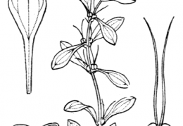 Nom original: Callitriche obtusangula (n°1312)