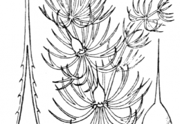 Nom original: Ceratophyllum demersum (n°1313)