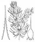 Nom original: Ceratophyllum demersum (n°1313)