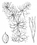 Nom original: Ceratophyllum submersum (n°1314)