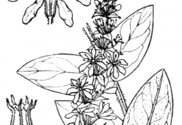 Nom original: Lythrum salicaria (n°1315)