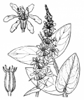 Nom original: Lythrum salicaria (n°1315)