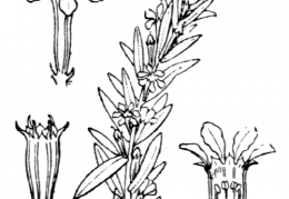 Nom original: Lythrum hyssopifolia (n°1317)