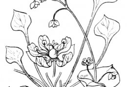 Nom original: Claytonia perfoliata (n°1329)