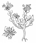 Nom original: Sedum atratum (n°1363)
