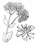 Nom original: Sedum maximum (n°1370)