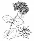 Nom original: Sedum purpurascens (n°1371)